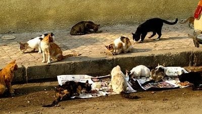 Бездомни котки