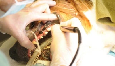 Почистване на кучешките зъби с ултразук