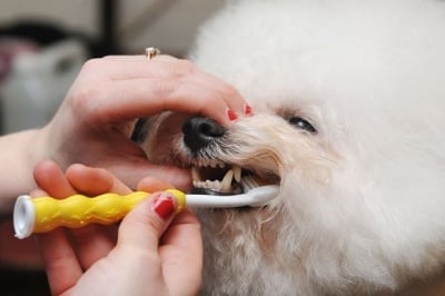 Защо да мием зъбите на кучето